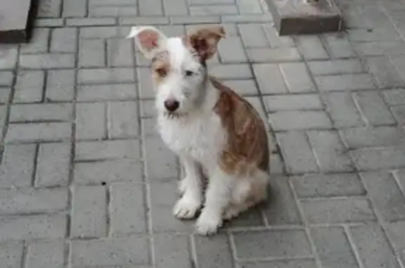 Найдена собака белого цвета возле Кардиоцентра Волгограда