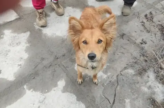 Найдена рыжая собака у жд вокзала, Северодвинск