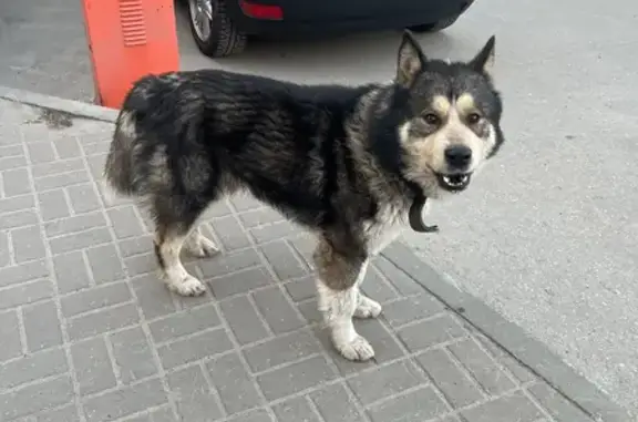 Собака найдена на пр. Гагарина, 101 к5, Н. Новгород