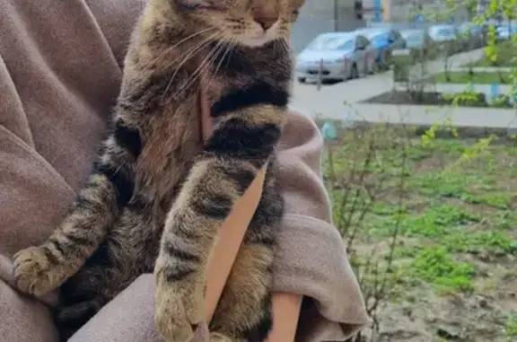 Найдена кошка на ул. Октября, 52 в Реутове