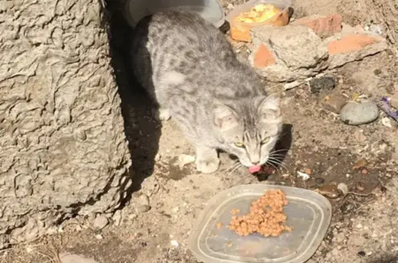 Найдена кошка на Урванцева, 26