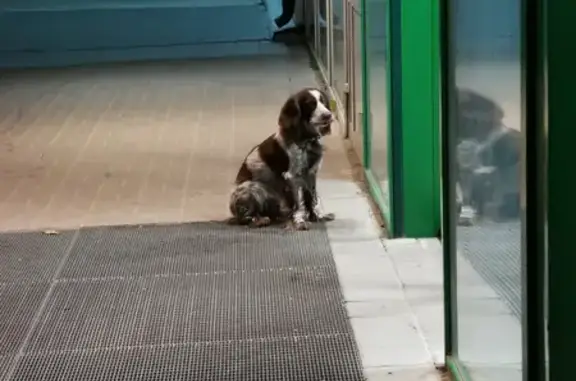 Собака ждет хозяина возле магазина 