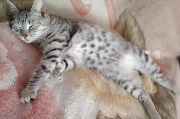 Объявления о пропавших и найденных животных, Черепаново, фото: Пропала кошка в Черепаново: Солнечный переулок, 15