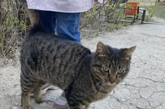 Потерянный котик ищет дом на улице Шверника в Самаре
