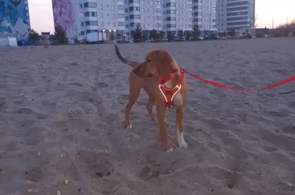 Пропала рыжая собака в Новосибирске