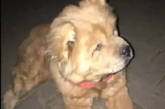 Найденные животные Великий Новгород, фото: Собака чао чао на улице Боткина в Великом Новгороде