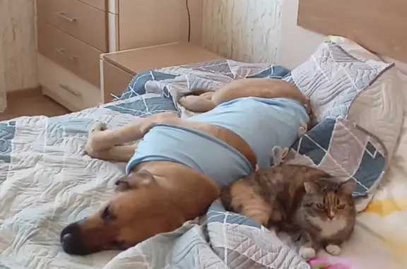 Собаки потеряшки, Ленинградская область, фото: Потеряшка собака Милана, рыжая, голубая попона, Курковицы 41К-345