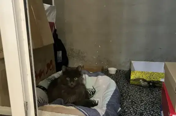 Найден серый котик на ул. Полтавской, Энгельс