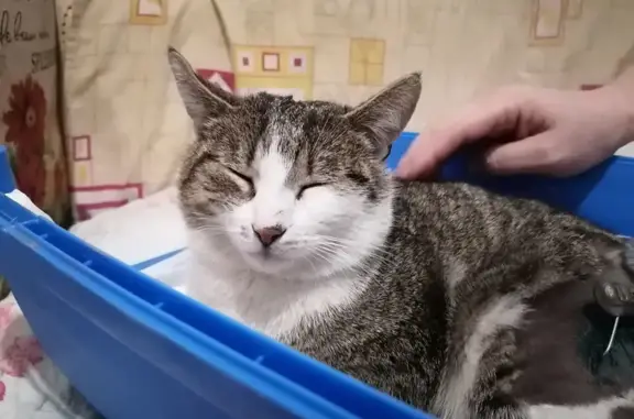 Кошка с переломом на ул.Дзержинского, Краснодар
