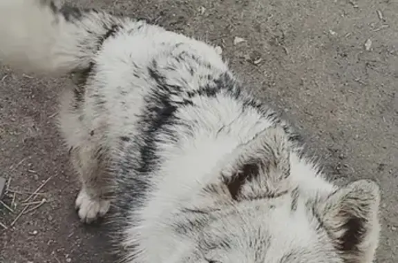 Собака Хаски найдена на улице 10-й квартал, 52, Оренбург