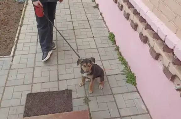 Найден щенок на улице Станционная, 9А