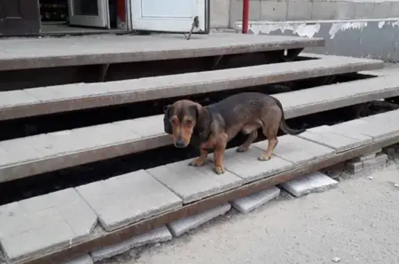 Собака найдена на Первомайском проспекте, 20 в Петрозаводске