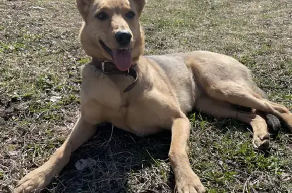 Найдена собака, Санкт-Петербург, фото: Найдена собака на ул. Капитана Воронина, СПб