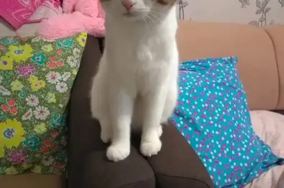 Кошки потеряшки, Тольятти, фото: Потеряшка кот Пикс возле пр. Степана Разина 4