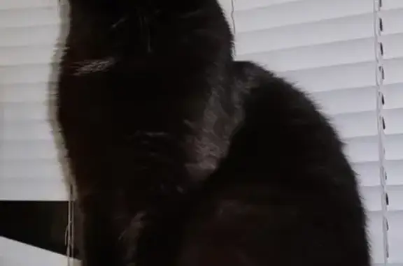 Кошки потеряшки, Ижевск, фото: Потеряшка кошка на ул. 30 лет Победы, 30, Ижевск