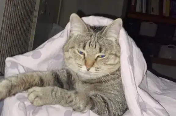 Кошки потеряшки, Киров, фото: Потеряшка кошка на ул. Чапаева, 7 в Кирове