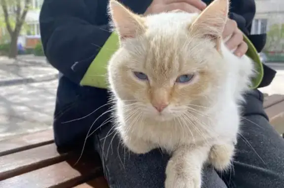 Найден породистый кот на Ленинском проспекте, Воронеж