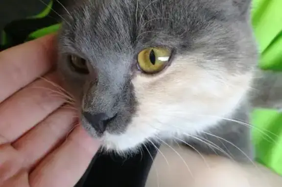 Найдена кошка на Пирятинской, Абакан