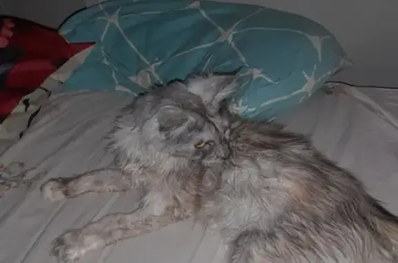 Потерянные животные Омск, фото: Пропала кошка на улице Труда, 12 в Омске