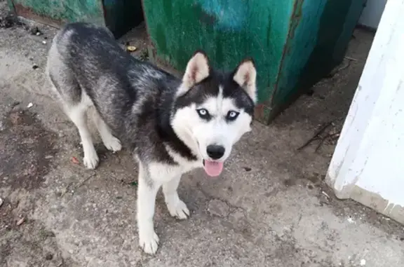 Собака Хаски найдена возле мусорных баков в Стройкерамике, Самарская обл.