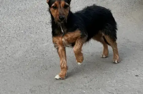 Собака найдена на Жулебинском бульваре, ищем хозяев!