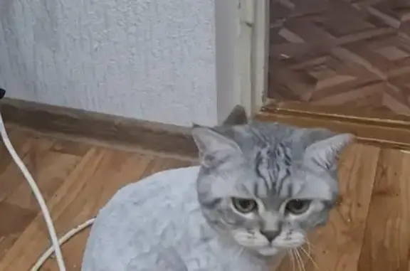 Пропала кошка на ул. Крупской, 35 в Новороссийске