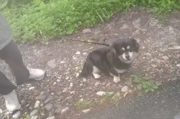 Собака найдена на улице Днепровская, Сочи
