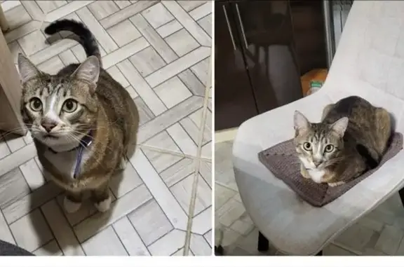 Потерянные животные Дачная-1, фото: Пропала кошка с адресом в Смоленской области