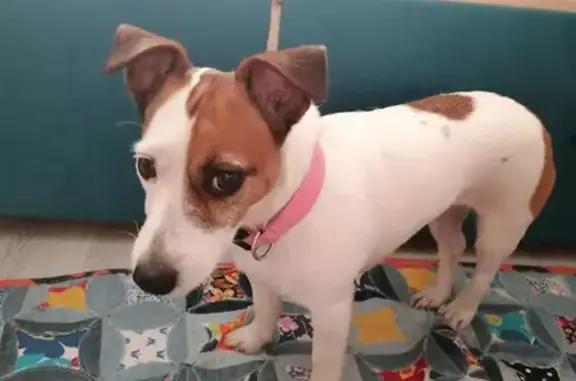 Найдена собака, Санкт-Петербург, фото: Найдена собака Джек рассел терьер на улице Руставели, 22.