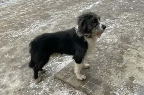 Пропала собака на пр. Ленина, Петрозаводск