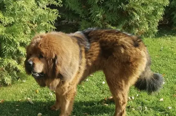 Пропала собака в Рузском районе, Московская область - Тибетский мастиф Сати, вознаграждение гарантировано!