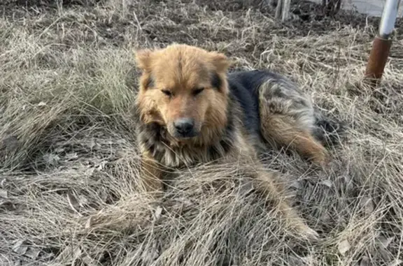 Найдена собака в Первомайском районе, ищем дом или старых хозяев