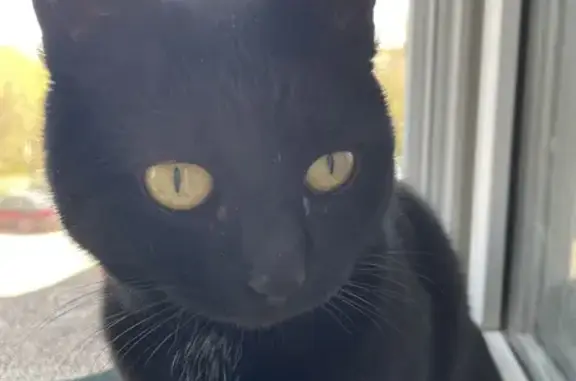 Найдена черная кошка на Оптическом проезде, Красногорск
