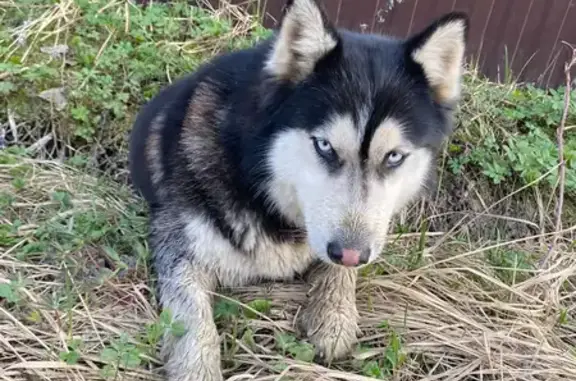 Найдена собака, Московская область, фото: Найдена девочка хаски в СНТ-проектировщике (щелковский район)