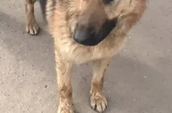 Пропала собака на Минеральной улице, 40