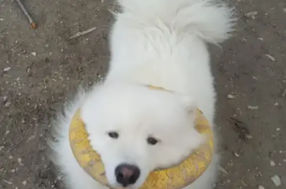 Потерянные животные Гайдук, фото: Пропала белая собака в Краснодарском крае!