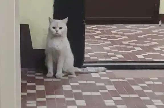 Найдена белая кошка на проспекте Мира, Москва