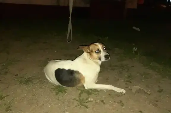 Найдена собака на ул. Медиков, Москва