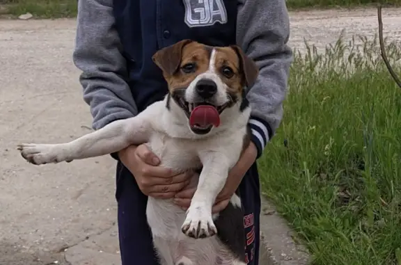 Пропала собака в Будённовске, пер. Суворова, 7