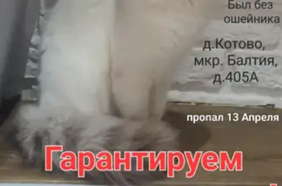 Пропала кошка в каттеджном поселке на Новорижском шоссе