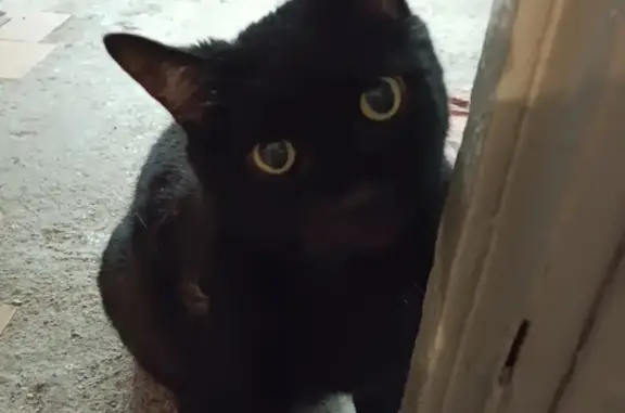 Найдена черная кошка на Советской улице