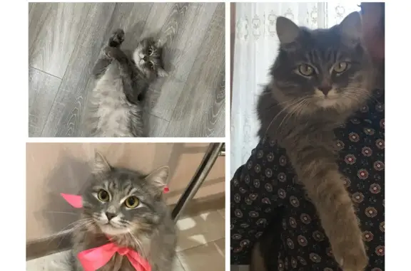 Пропала пушистая кошка на Красногорской улице, Туймазы