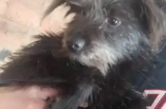 Пропала собака Кнопка возле магазина Магеллан в Искитиме