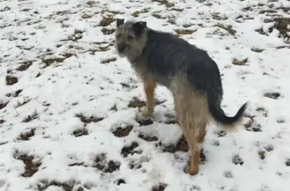 Найдена собака на улице Щорса