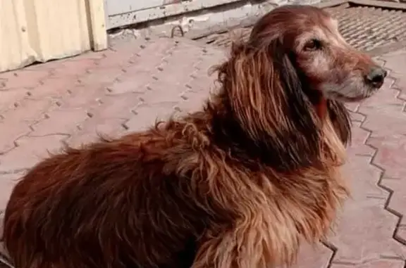Пропала собака такса на улице в Екатеринбурге
