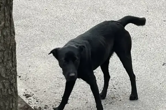 Собака найдена на Кондратьевском проспекте