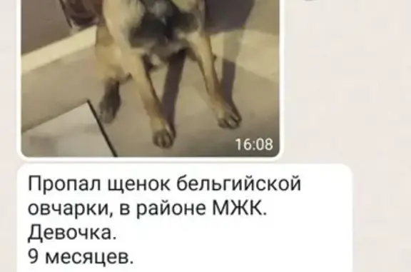 Пропал щенок бельгийской овчарки на Краснореченской улице, Хабаровск