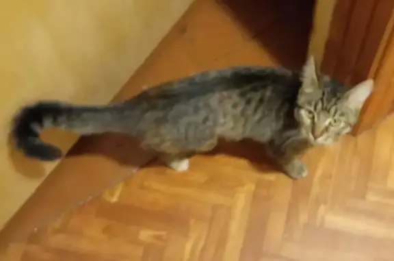 Пропала кошка возле общежития на Большой Московской улице