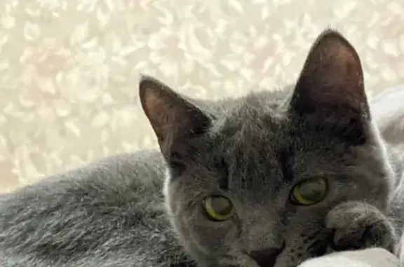 Кошки потеряшки, Киров, фото: Потеряшка кошка на Мостовицкой, 10 в Кирове