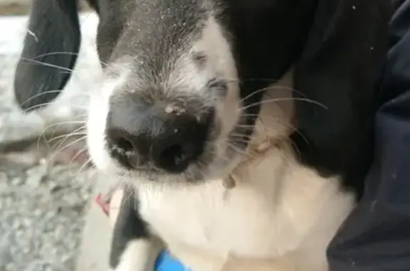 Найдена собака без хвоста в Новосибирской области